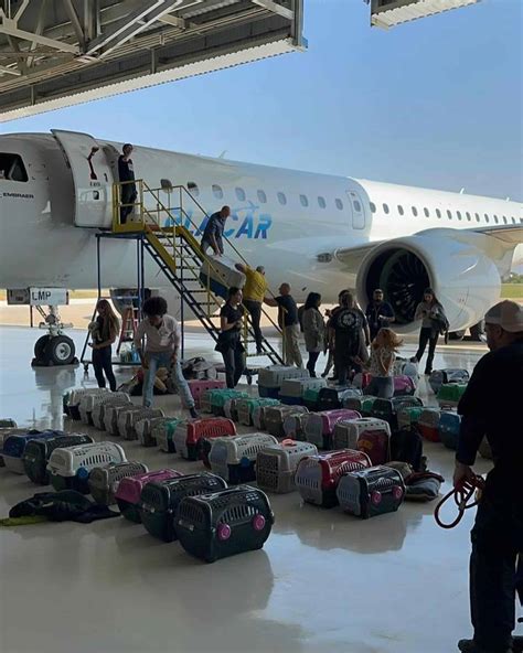 C Es E Gatos Resgatados Das Enchentes No Rio Grande Do Sul