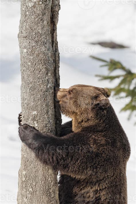 Brown bear grizzly in the snow background 12209990 Stock Photo at Vecteezy