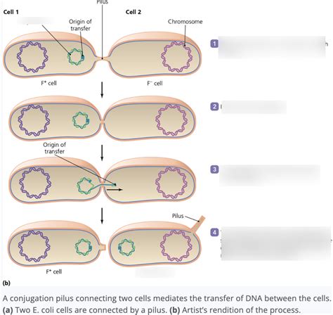 Bacterial conjugation Diagram | Quizlet