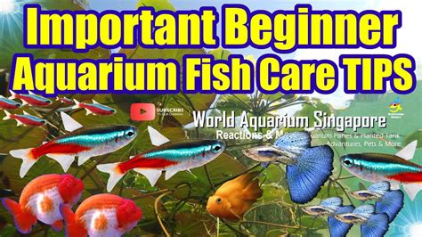 Aquarium Fish Care Important TIPS for Beginners – How to take care of ...