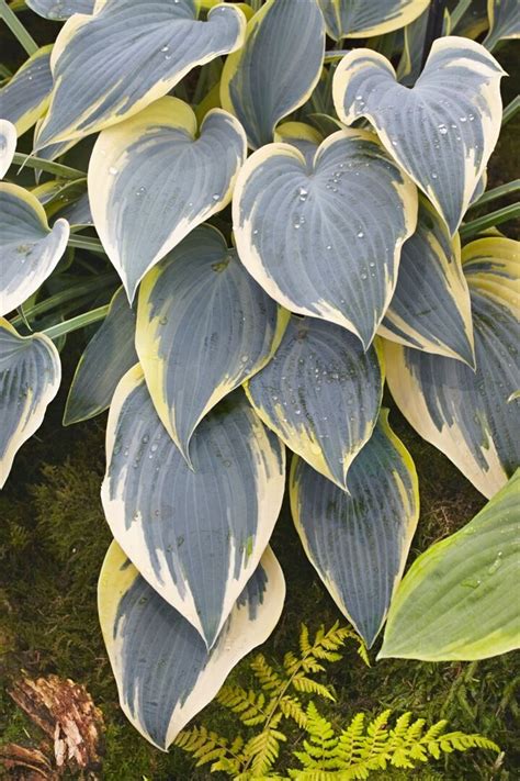 Hosta First Frost