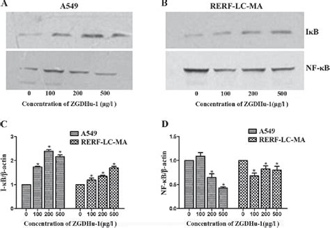 Figure 1 From Induction Of G2 M Phase Arrest And Apoptosis By ZGDHU 1