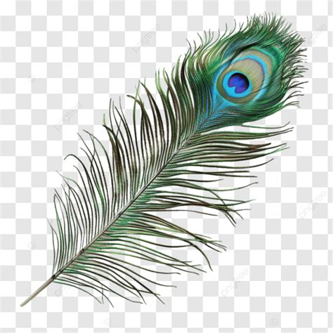 Peacock Feather Closeup In High Resolution Bright Isolated Peacock