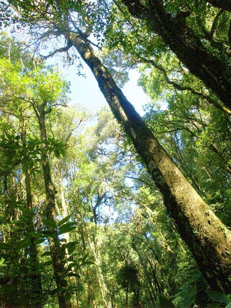 Nature Rain Forest Doi Inthanon Free Stock Photo - Public Domain Pictures