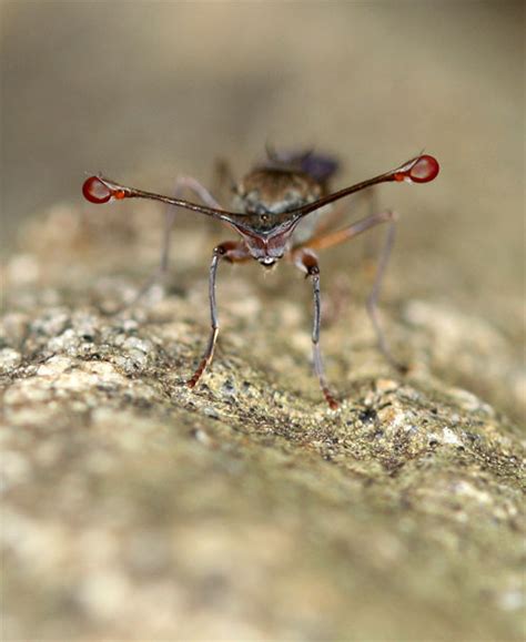 Stalk-Eyed Flies (and best wishes for 2012) – Discover Pollinators