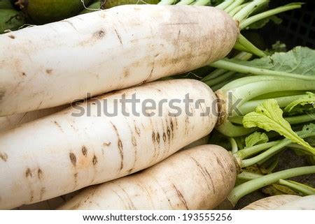 Chinese Radish Oriental Radish Daikon Raphanus Sativus Linn Cv