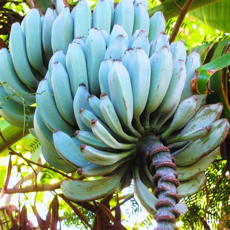 Ice Cream Banana Plant Live Blue Banana Tree Live Plant 5 To 8 Inch Tall Banana