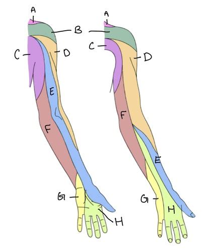 Cutaneous Innervation And Dermatomes Of The Ventral Left Arm Images