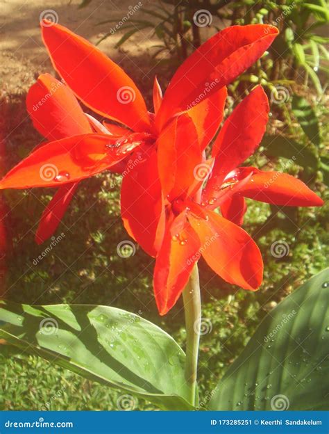 Mostly Red but Multicolored Cannas Flowers in Bloom Stock Image - Image