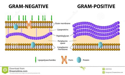 gram positive  gram negative
