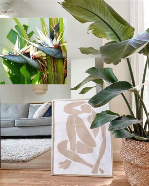 Creating a Lush Oasis: The Top Big Leaf Indoor Plants for Your Home ...