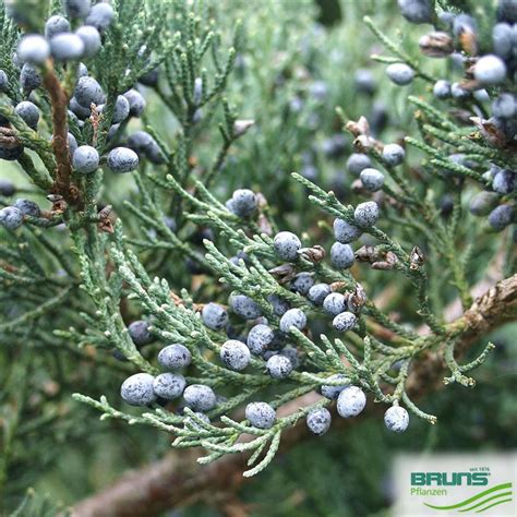 Juniperus Virginiana Glauca Von Bruns Pflanzen