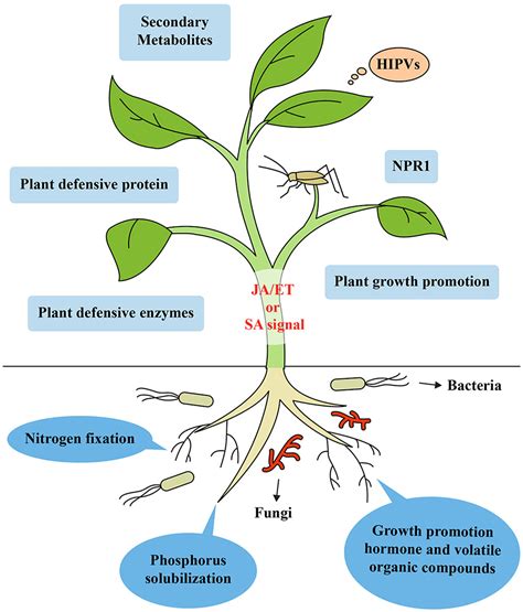 Frontiers Induction Of Systemic Resistance Against Insect Herbivores