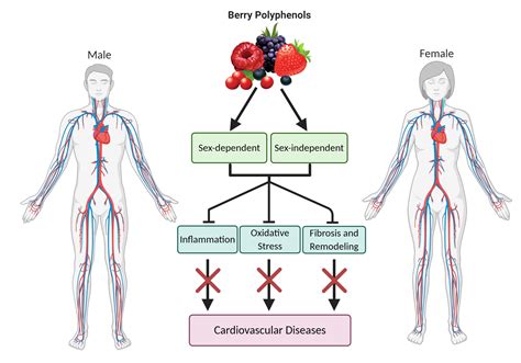 Nutrients Free Full Text Berry Derived Polyphenols In