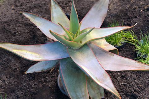 Coral Aloe Plant Care And Growing Guide