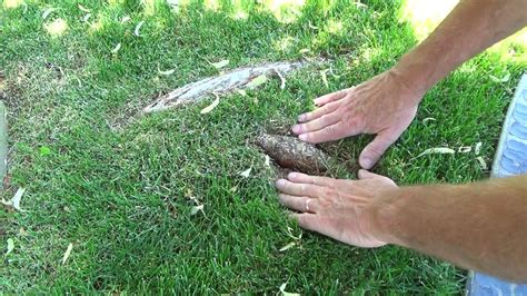 How To Remove Cover Exposed Tree Roots In Lawn Made Easy YouTube