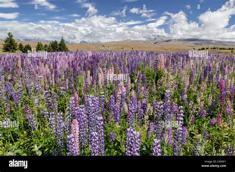 Lupin Lupinus Sp Fotograf As E Im Genes De Alta Resoluci N Alamy