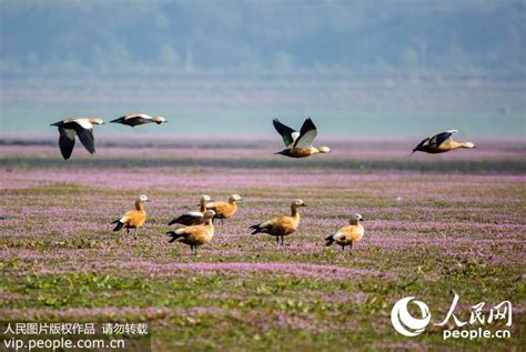 大批珍禽飞抵鄱阳湖越冬 鄱阳湖湿地成候鸟乐园【2】 图片频道 人民网