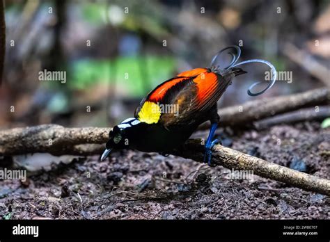 Wilson S Bird Of Paradise Diphyllodes Respublica Observed In Waigeo