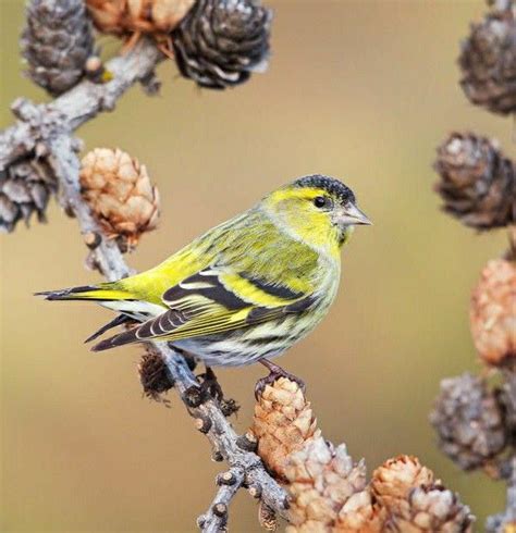 Tarin Des Aulnes Mâle Carduelis Spinus Tarin Des Aulnes Oiseaux Tarin