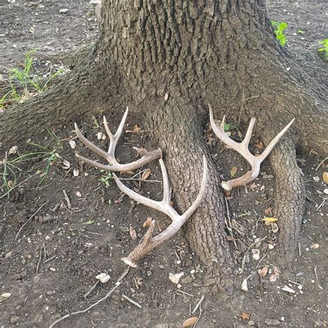 Grade A Bulk Deer Antlers Naturally Shed Antlers From Whitetail Deer