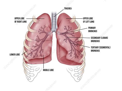 Lung Bronchus And Lobe Anatomy Illustration Stock Image C