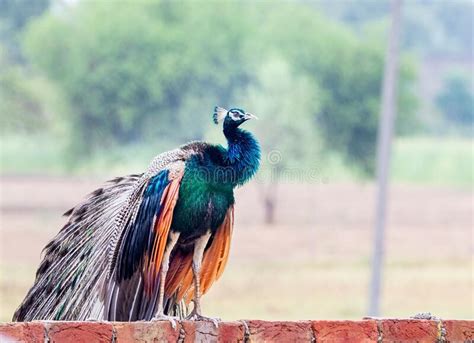 A Wet Peacock In Rain Stock Illustration Illustration Of Rain 259685898