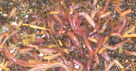 Chendrashaker's World: Aging ... the worms crawl in, the worms crawl ... 