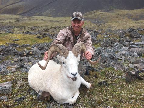 Wolverine Outfitter Alaska Sheep Hunts - Wolverine Outfitters Alaska