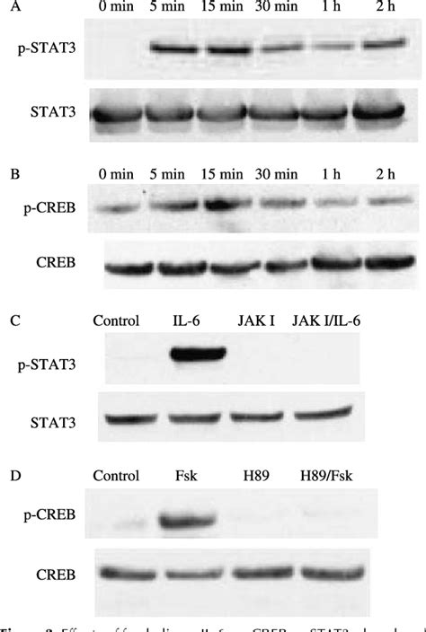 Figure From Regulation And Role Of Suppressor Of Cytokine Signaling