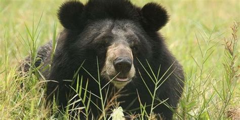 Extraordinary Moon Bear Rescue: Bile Farm Transformed Into Sanctuary - The Dodo