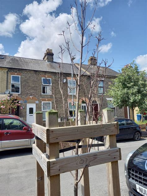 Residents to Decorate Dead Street Trees to Highlight Their Loss