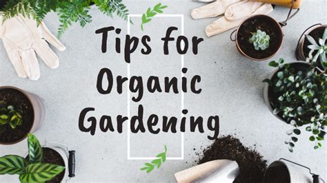 Tips for Organic Gardening | 5AM PODCAST