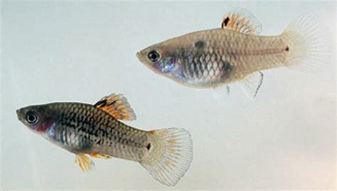 Sex determination and reproductive development in fish Lehrstuhl für Entwicklungsbiochemie