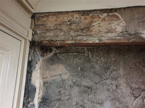 Dry Rot Repair Treatment Specialist