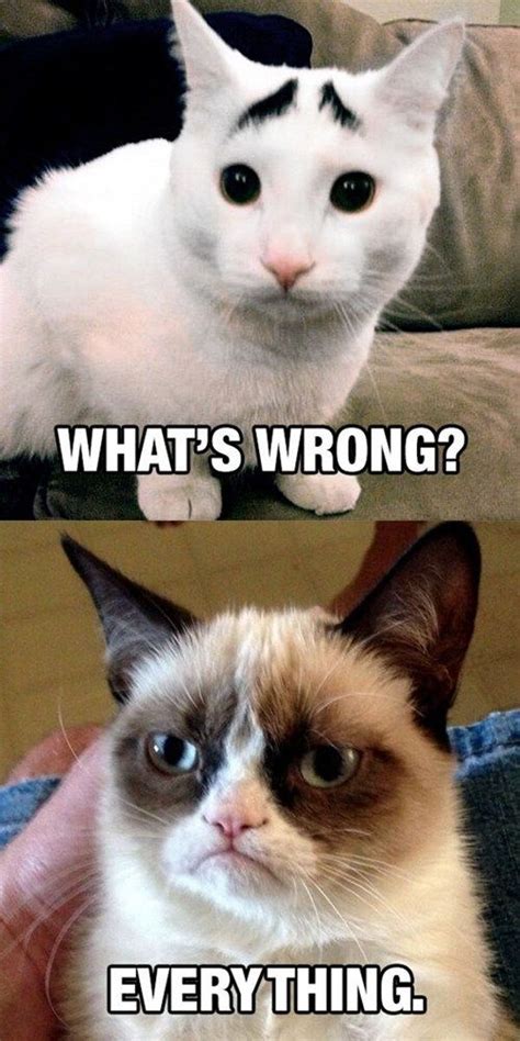 Youre Stealing My Thunder Grumpy Cat Quotes Grumpy Cat Humor Funny Grumpy Cat Memes