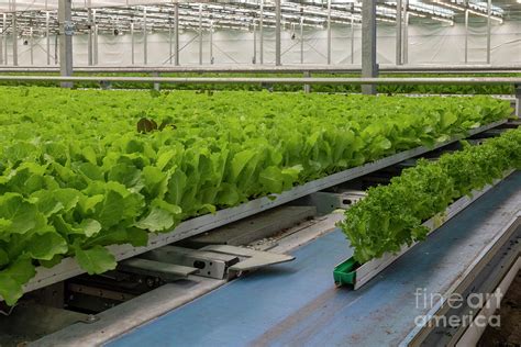 Hydroponic Lettuce Farm 2 Photograph By Jim Westscience Photo Library