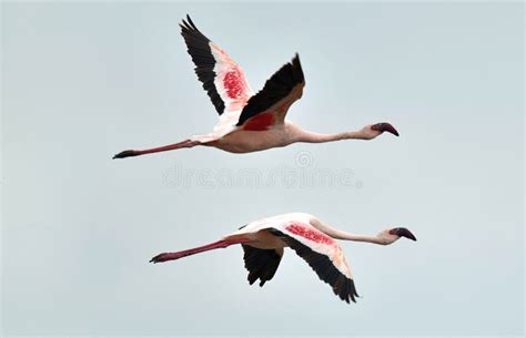 Flamingo In Flight Flying Flamingo Over The Water Of Natron Lake