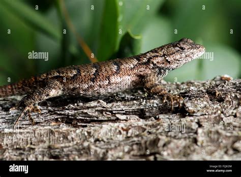 Eastern Fence Lizard Brevard North Carolina Usa Stock Photo Alamy