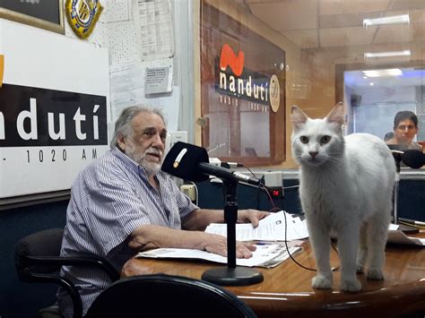 Día mundial del gato Por qué se celebra tres veces al año