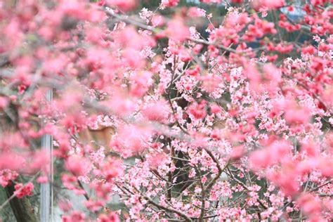 The Cherry Blossoms In Full Bloom At Cheung Chau 5 March 2011 Stock