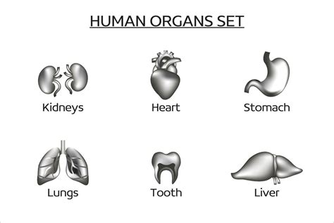 Set Of Vector Human Organs The Set Contains The Liver Kidneys Lungs