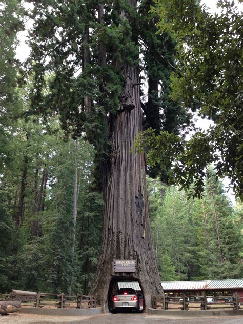 Redwood Forest drive thru tree | Redwood forest, Tree, Vacation pictures