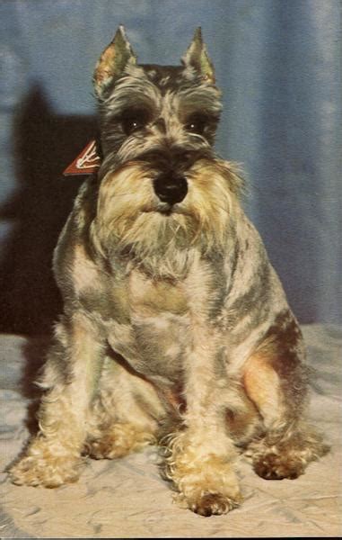 Schnauzer Dogs