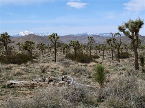 Joshua Tree Nationalpark