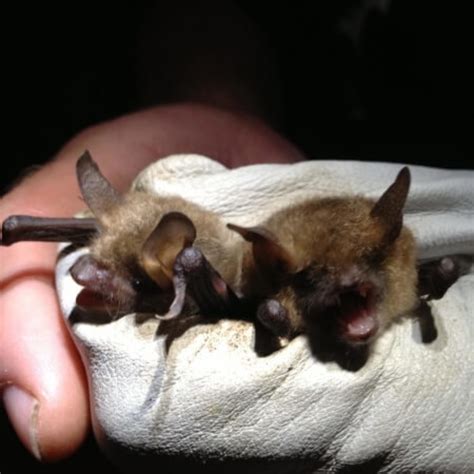 New regulations might soon lower the bat removal cost 18