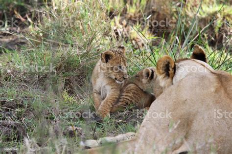 Three Tiny Baby Lion Cubs Playing In Green Grass Overlooked By Mother ...