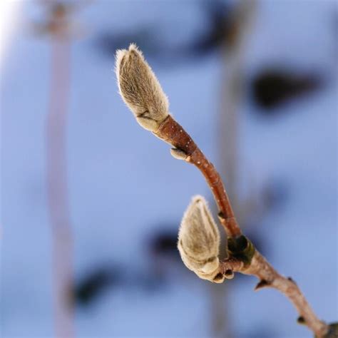 Premium Photo Close Up Of Pussy Willow