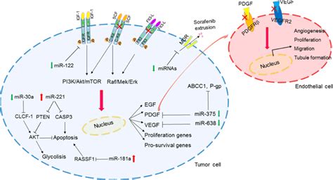 Mirna Regulated Pathways Involved In Sorafenib Resistance In Hcc Note