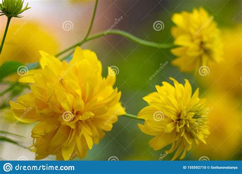 Woodland Sunflower Or Helianthus Divaricatus In Flower Bed Stock Photo